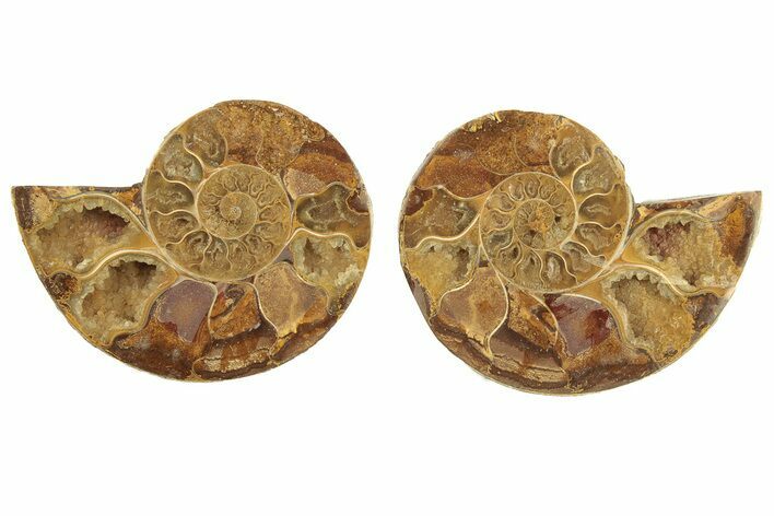 Jurassic Cut & Polished Ammonite Fossil (Pair) - Madagascar #223226